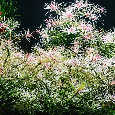 Ludwigia sp. 'White'