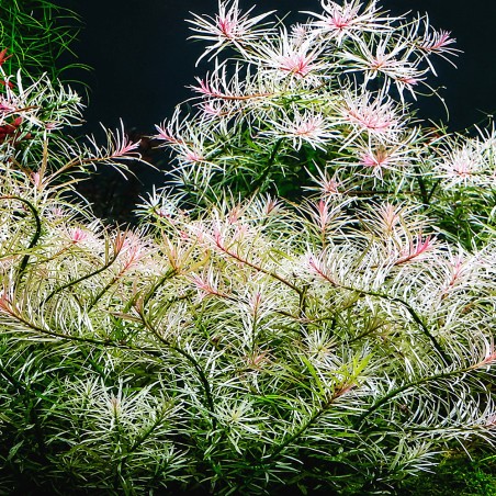 Ludwigia sp. 'White'