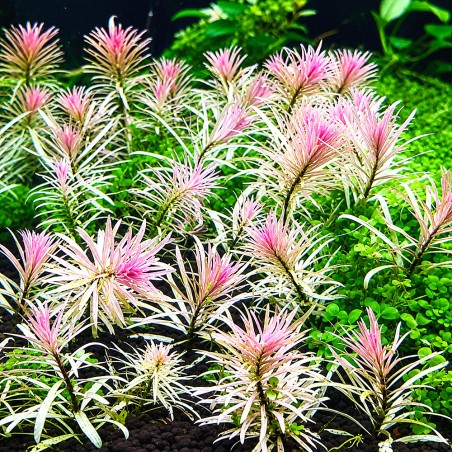Ludwigia sp. 'White'