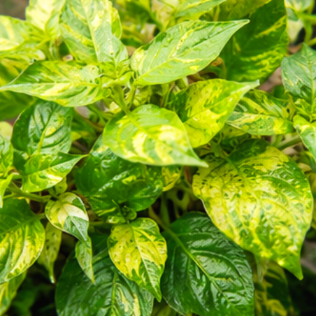 Nomaphila variegata