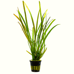 Vallisneria gigantea 'Rubra'