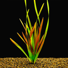 Vallisneria gigantea 'Rubra' 2
