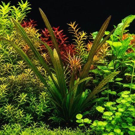 Vallisneria gigantea 'Rubra'