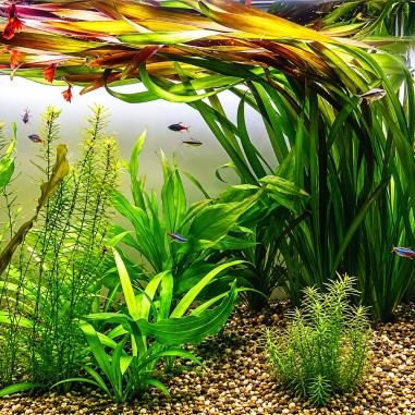 Vallisneria gigantea 'Rubra'