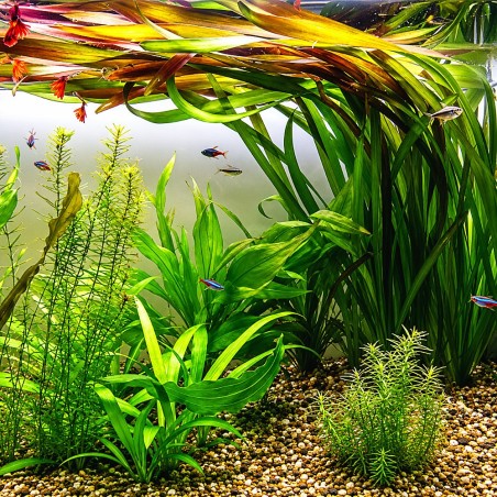 Vallisneria gigantea 'Rubra'