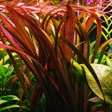 Vallisneria gigantea 'Rubra'
