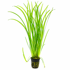 Vallisneria spiralis 'Red'