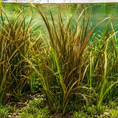 Vallisneria spiralis 'Red'