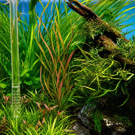 Vallisneria spiralis 'Red'
