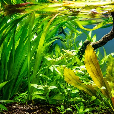 Vallisneria spiralis 'Red'