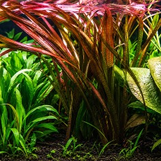Vallisneria spiralis 'Red' 2