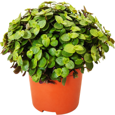 Callisia repens