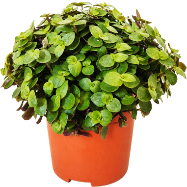 Callisia repens