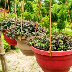 Callisia repens 2