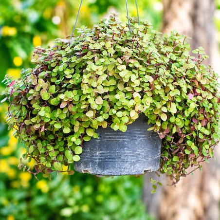 Callisia repens