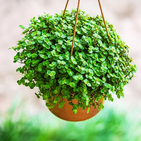 Callisia repens