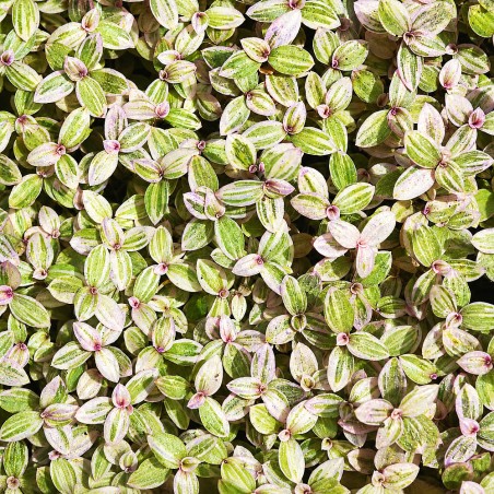 Callisia repens