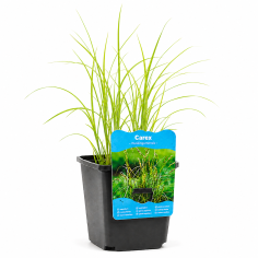 Carex muskingumensis