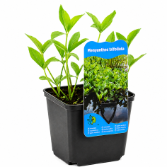 Menyanthes trifoliata