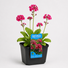 Primula japonica 'Miller's Crimson'