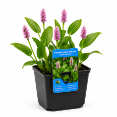 Pontederia cordata 'Pink Pons' (Pickerel weed pink)