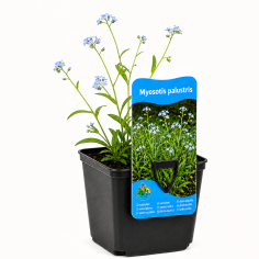 Myosotis palustris