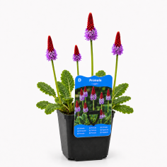 Primula vialii (Primrose)