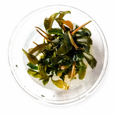 Bucephalandra brownie 'Blue' - in vitro