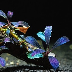 Bucephalandra brownie 'Blue' - in vitro 2