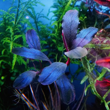 Bucephalandra brownie 'Blue' - in vitro