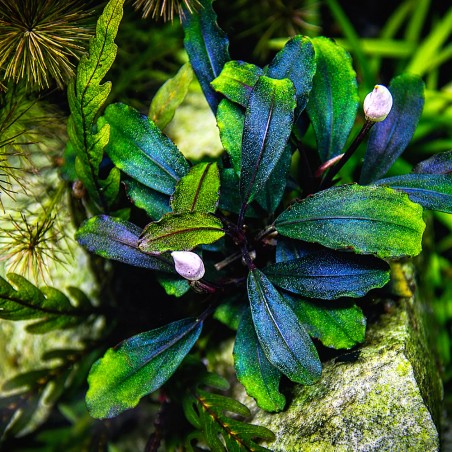 Bucephalandra brownie 'Blue' - in vitro
