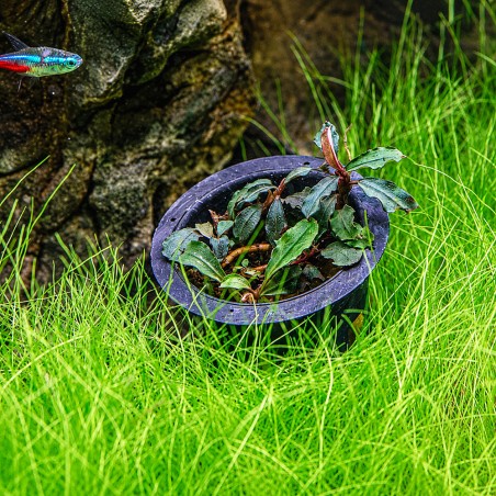 Bucephalandra brownie 'Blue' - in vitro