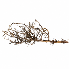 Decorline Tiny Ramous misure 43x21x9h Foto Reale cod.TR06