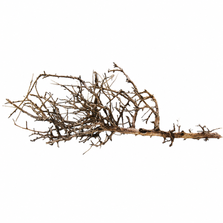Decorline Tiny Ramous misure 43x21x9h Foto Reale cod.TR06