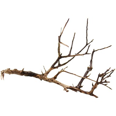 Decorline Tiny Ramous misure 15x9x7h Foto Reale cod.TR04
