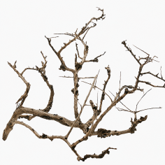 Decorline Tiny Ramous misure 45x35x27h Foto Reale cod.TR03 2
