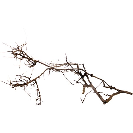 Decorline Tiny Ramous misure 49x17x27h Foto Reale cod.TR02 Decorline Tiny Ramous misure 49x17x27h Foto Reale cod.TR02
