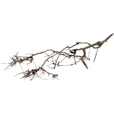 Decorline Tiny Ramous misure 49x17x27h Foto Reale cod.TR02