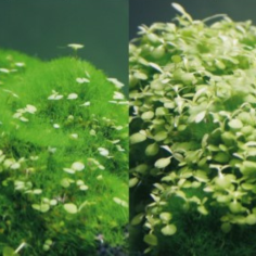 Zolux Ki Pouss Tronco Medium cm6,4x5,5x13,9h - decorazione con semi di Glossostigma Elatinoides incorporati 2