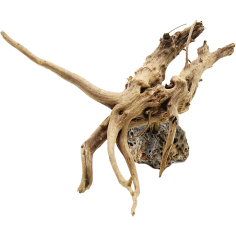 Decorline Spider Wood misure cm14x14x7h Foto Reale cod.SP93