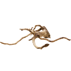 Decorline Spider Wood misure cm17x8x9h Foto Reale cod.SP90 2