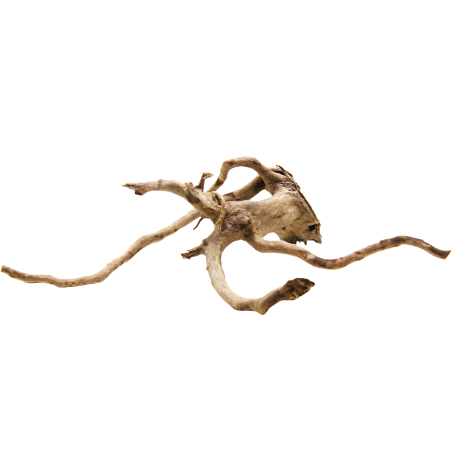 Decorline Spider Wood misure cm17x8x9h Foto Reale cod.SP90 Decorline Spider Wood misure cm17x8x9h Foto Reale cod.SP90