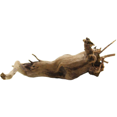 Decorline Spider Wood misure cm16x10x5 Foto Reale cod.SP32 2