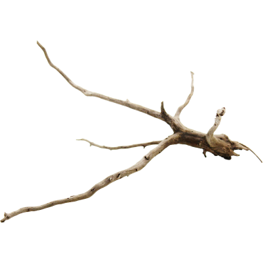 Decorline Spider Wood misure cm19x14x18h Foto Reale cod.SP31