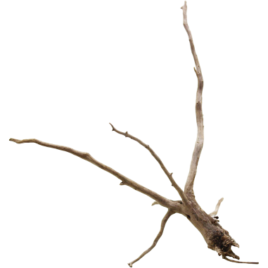 Decorline Spider Wood misure cm19x14x18h Foto Reale cod.SP31
