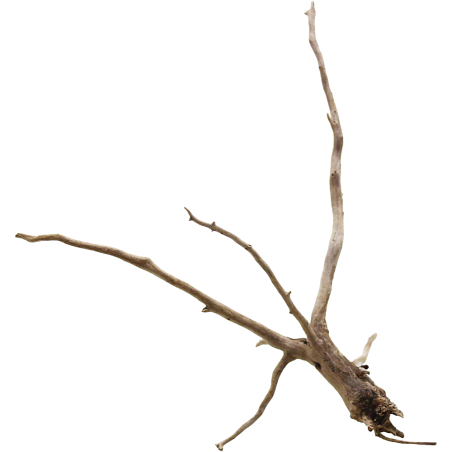 Decorline Spider Wood misure cm19x14x18h Foto Reale cod.SP31 Decorline Spider Wood misure cm19x14x18h Foto Reale cod.SP31