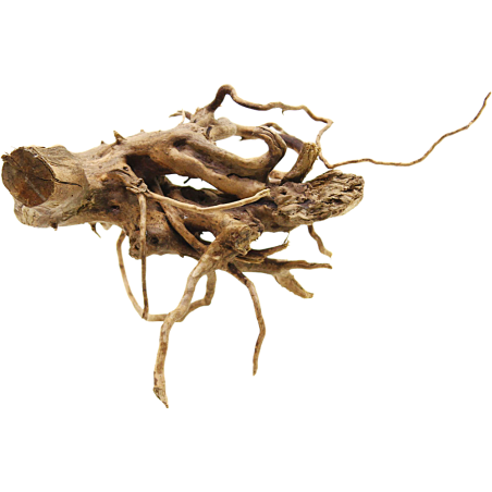 Decorline Spider Wood misure cm25x25x11h Foto Reale cod.SP40