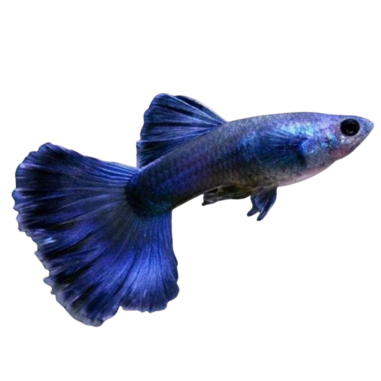 Poecilia reticulata - guppy Moscow Blue (male) XL