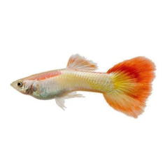 Poecilia reticulata - Guppy - Micariff Sunset (male) L