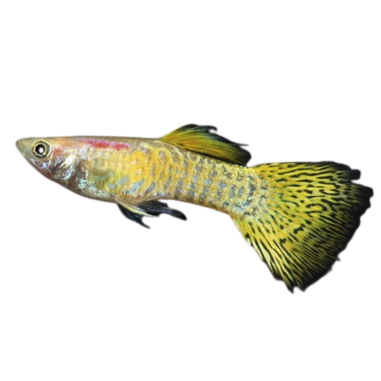 Poecilia reticulata - Guppy - Golden Cobra...